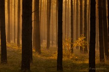 Herbst im Kiefernwald