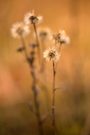 Bergaster (Aster amellus)