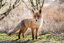 Rotfuchsfähe im Gegenlicht