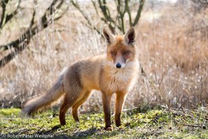 Rotfuchsfähe im Gegenlicht