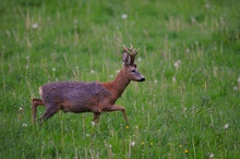 Rehbock (Capreolus capreolus)