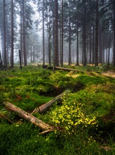 Lichtung im Nebel