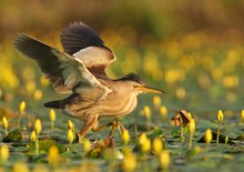 Little Bittern