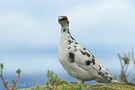 Alpenschneehuhn