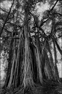 Banyan-Baum