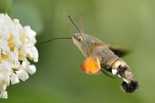 Taubenschwänzchen