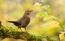 Amsel (Turdus merula)