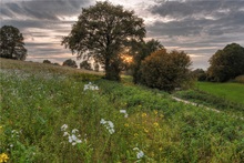 Flowering Meadow