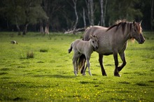 Konik