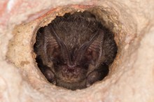 Mopsfledermaus