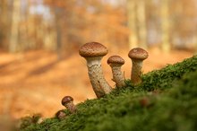 Blick in den herbstlichen Buchenwald