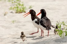 ~ kleine Familie Austernfischer ~