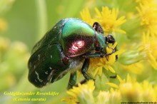 Goldglänzender Rosenkäfer