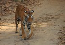 Der Tiger - die schönste Großkatze
