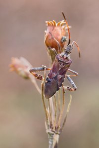 Amerikanische Kiefern- oder Zapfenwanze vongestern