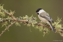 Alpenmeise (Parus montanus montanus)