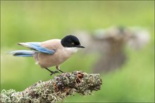 Blauelstern im Regen