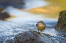 Futterspezialistin zwischen Felsen und Stromschnellen