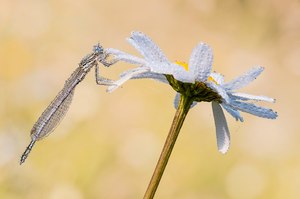 Perlen am Sommermorgen
