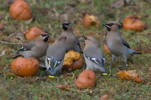 Mahlzeit