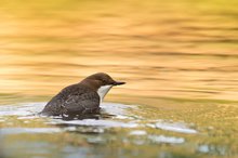 Bad im Goldenen Fluss