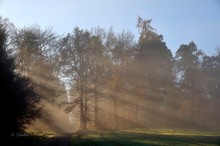 Morgenstimmung am Waldrand