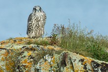 Gerfalke (Falco rusticolus)