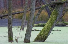 Bruchwald im Briesetal in Brandenburg