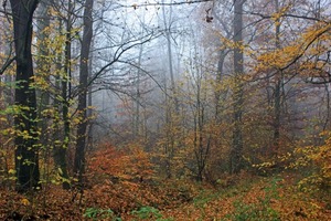 Herbstnebel