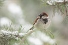 Haussperling (Passer domesticus)