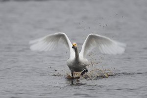 Zwergschwan am Durchstarten