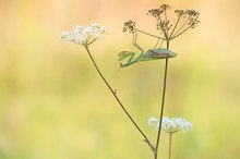 Spätsommer in der Mantiswiese