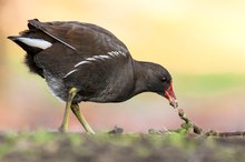 Nur ein Teichhuhn