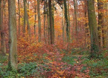 Novemberwald