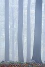 Buchen im Nebel