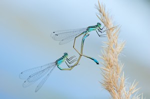 Blue-tailed Damselfly - tandem youth