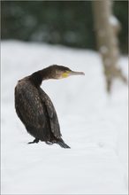 Kormoran (Phalacrocorax carbo)