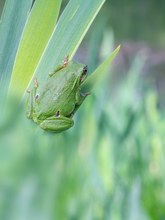 Sei´ kein Frosch