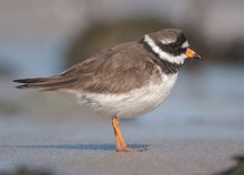 Breitseite Sandregenpfeifer, Nordsee