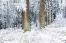 Winterwald