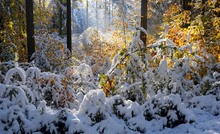 Herbstlich - Winterlich