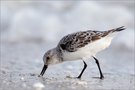 Sanderling