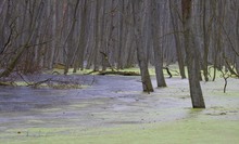 Bruchwald im Briesetal in Brandenburg