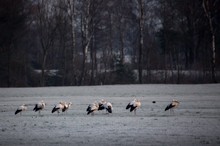 Weissstörche im Winter