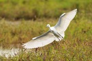Landing of Little Egret