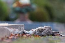 Auf dem Friedhof gestorben