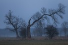 Alte Feldeichen im abendlichen Nebel