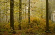 Herbstwald