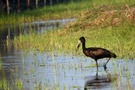 Afrikanischer Klaffschnabel oder auch Klaftschnabel, Mohrenklaffschnabel (Anastomus lamelligerus)