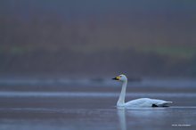 Wintergast bei uns der Zwergschwan